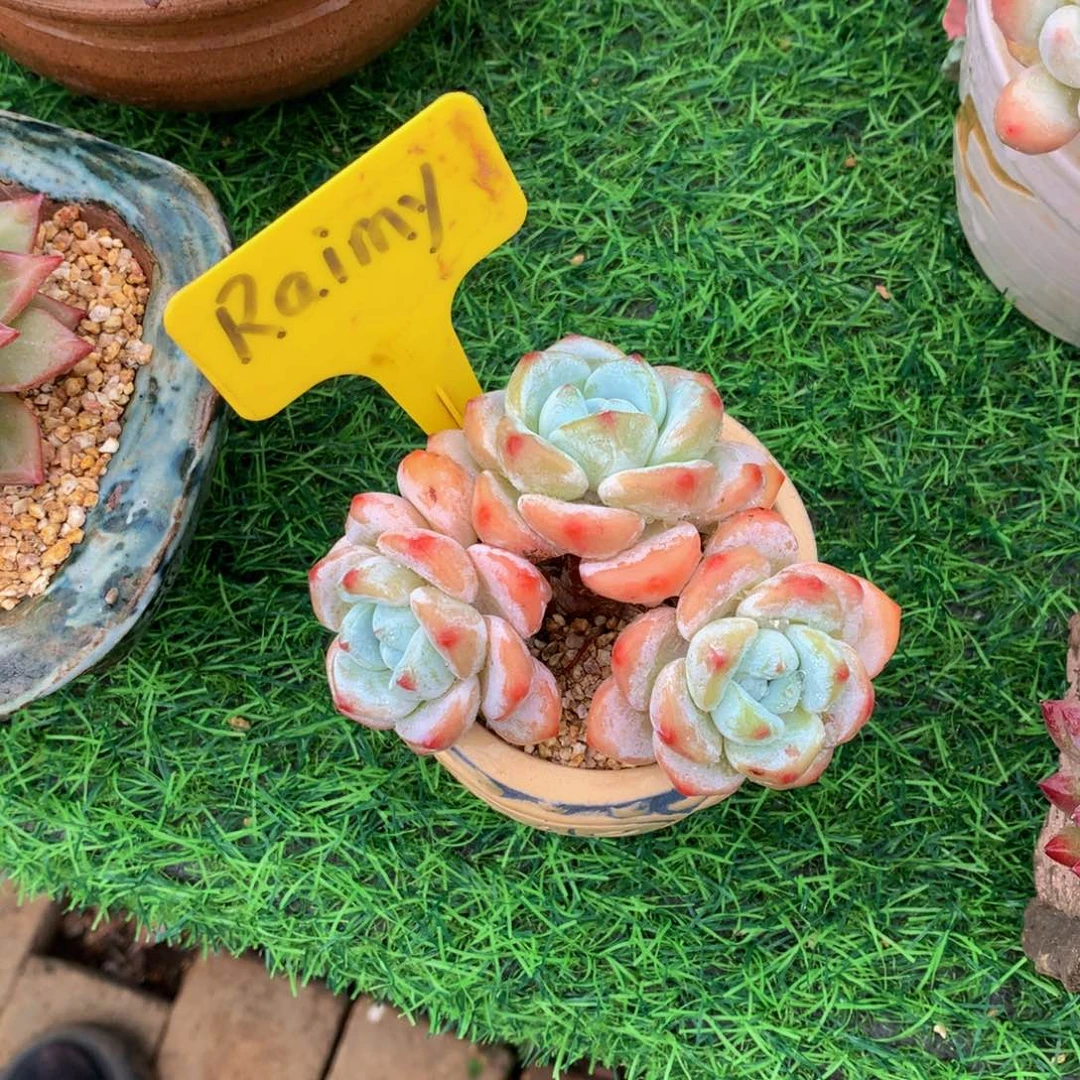 雨***虹冷香多肉植物515161