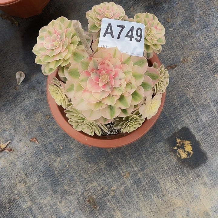 陈*华荔枝749法师