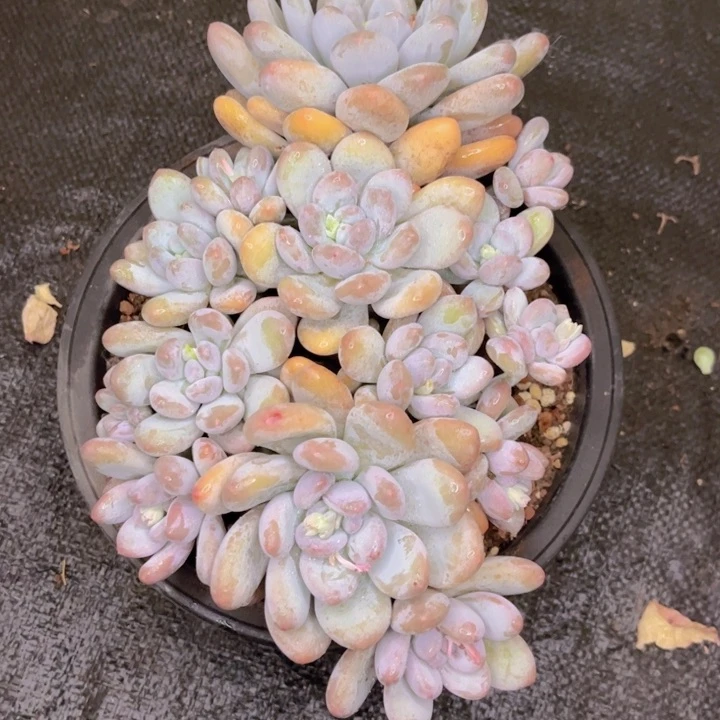 友家多肉一物一拍