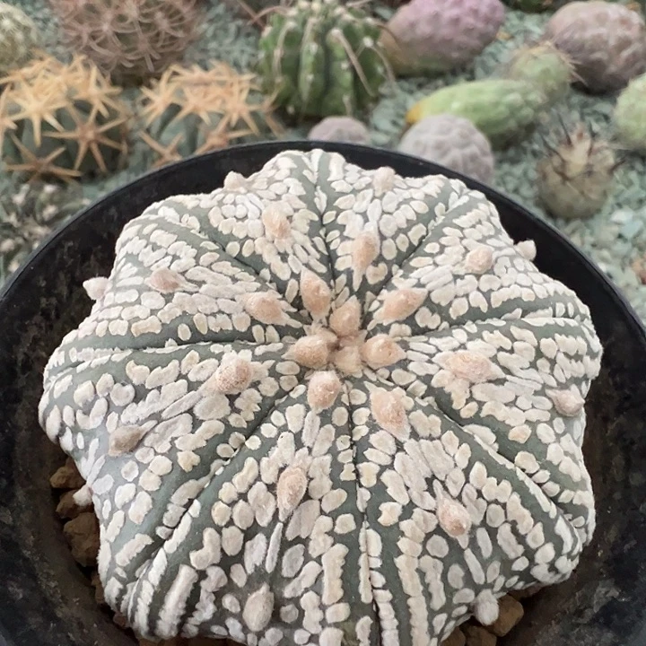 浓白海星兜。 实生。微瑕