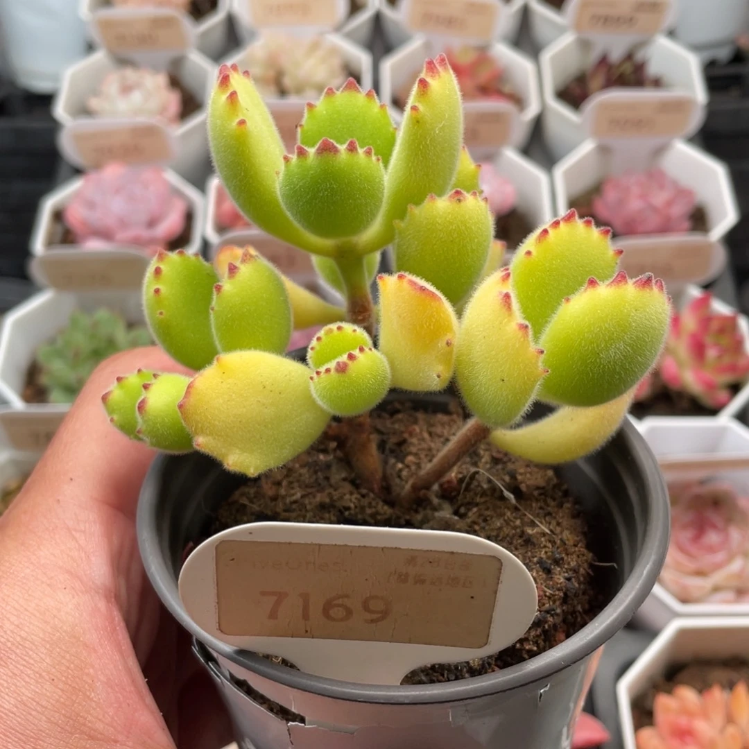 翔***熊童子7169掉叶不售后