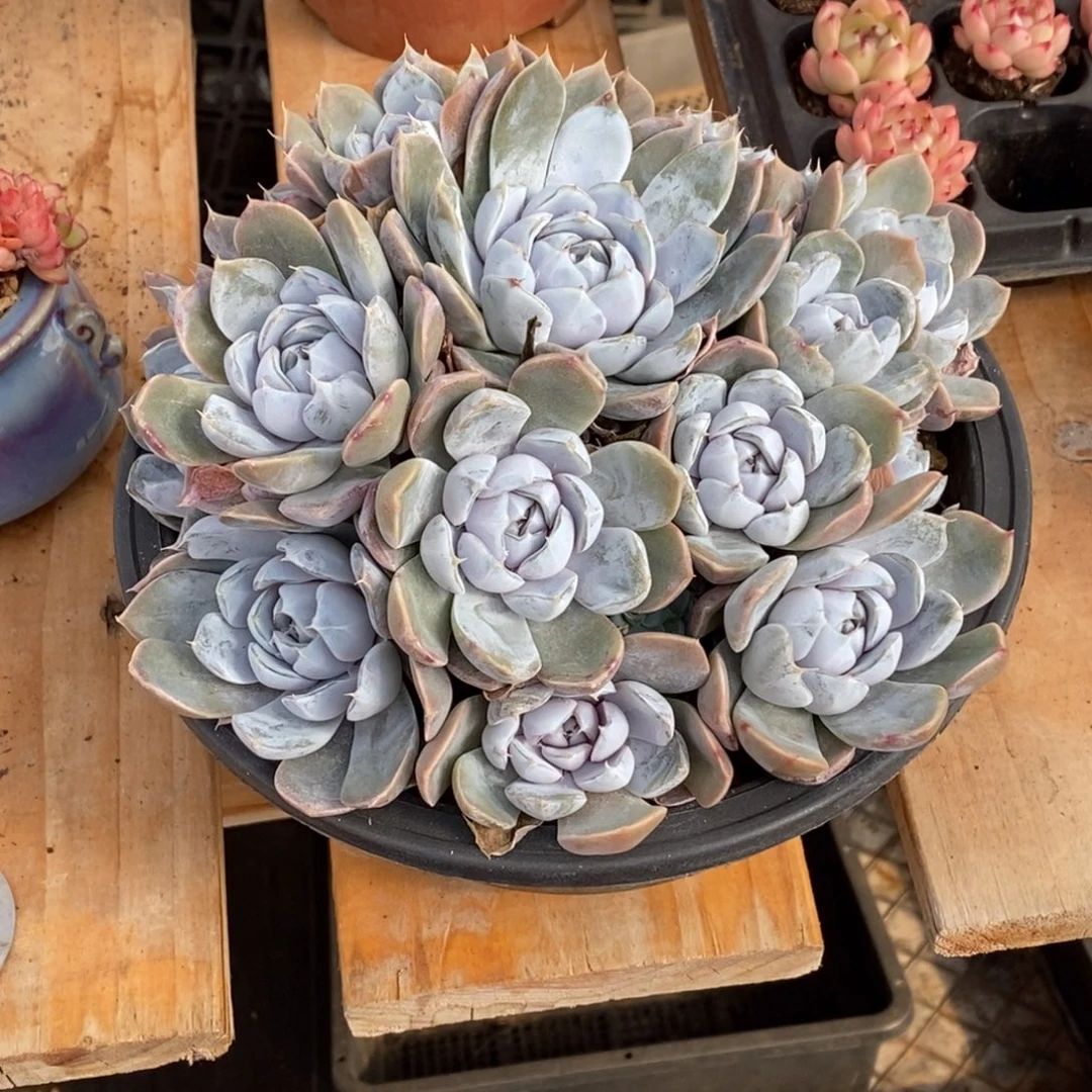 精品多肉一物一拍不包整302