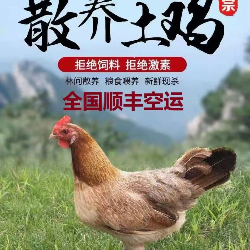 买3送1 两年黄油老母鸡 半净膛 带鸡胗 到手共4只净重9-10斤