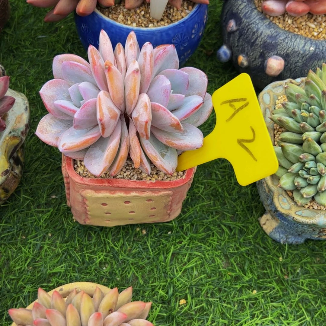 芒*?双头奶茶多肉植物