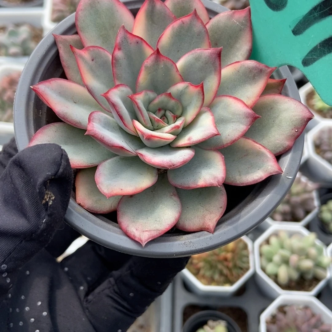 1877月光女神锦多肉植物