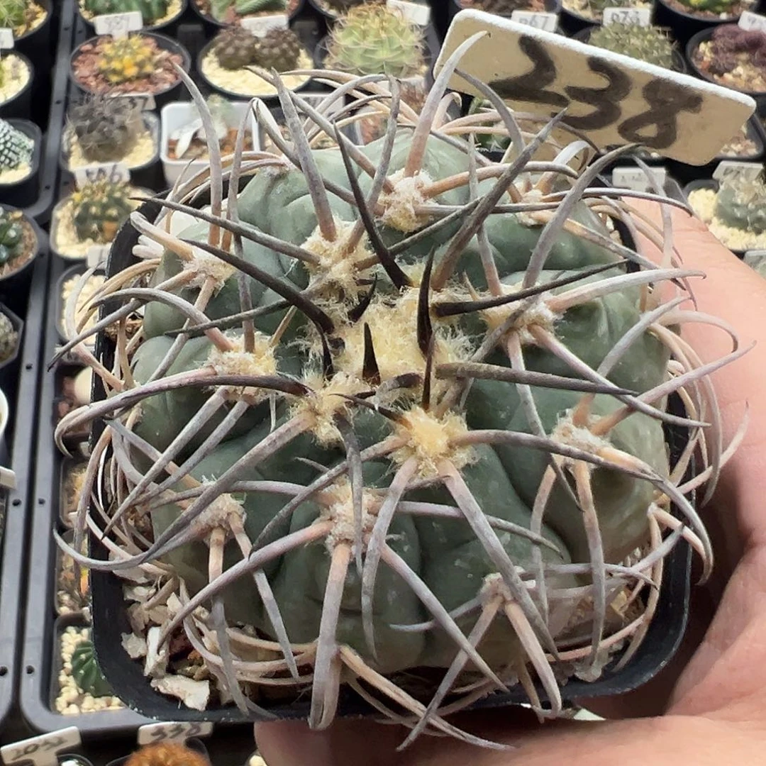 238欧系九刺天平KKK