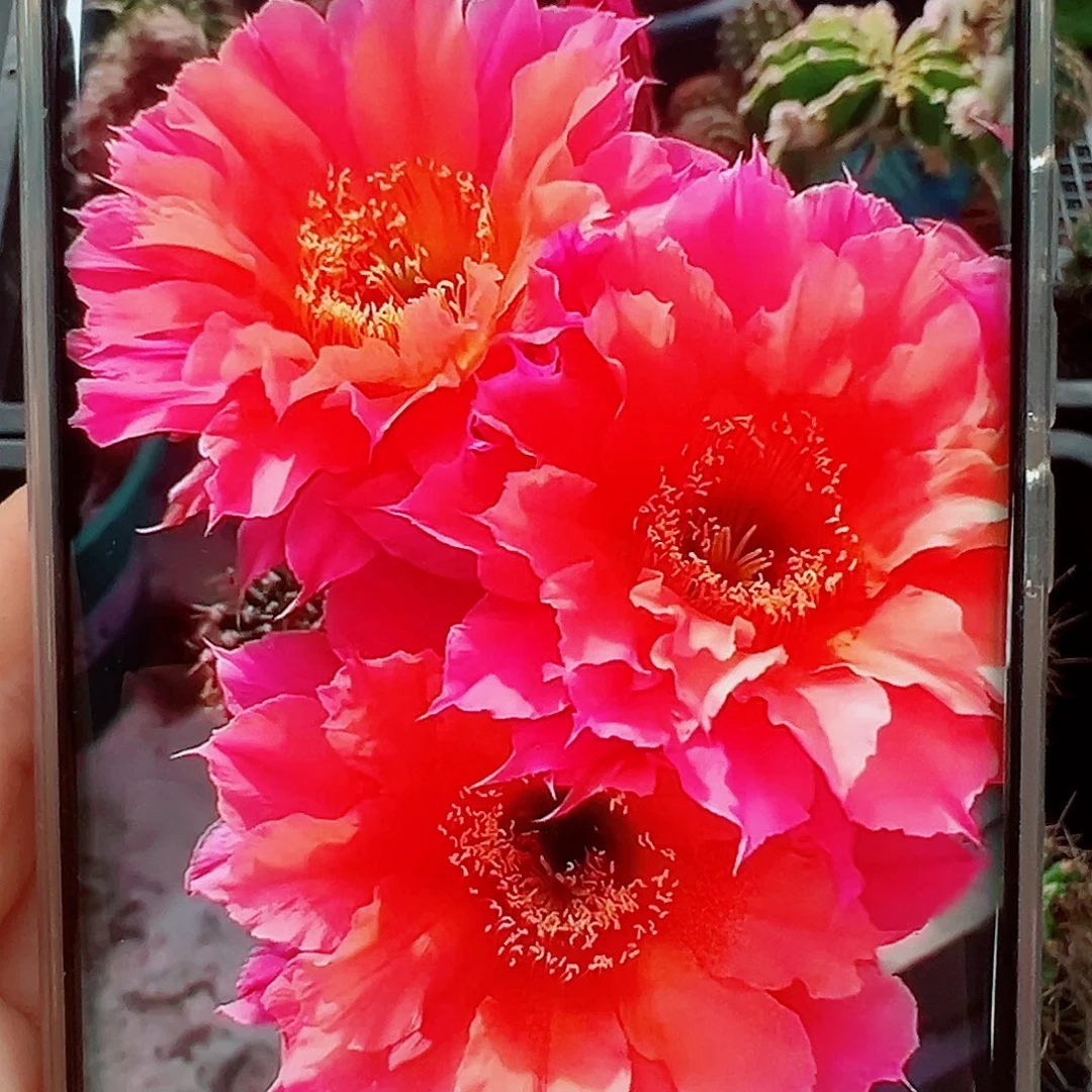 彩草红袖侧芽 20 包邮