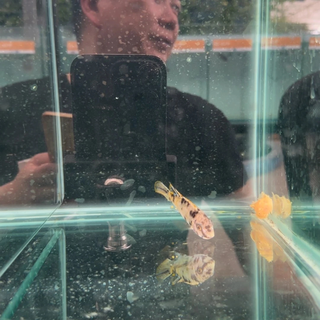 慈鲷潍***士1244号松比西