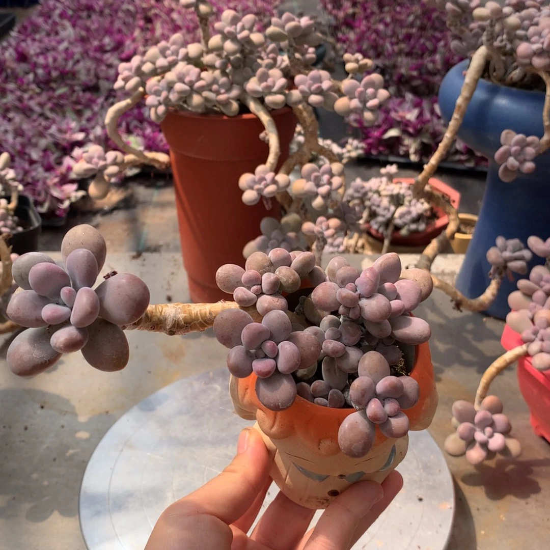桃蛋老桩一颗带盆6号
