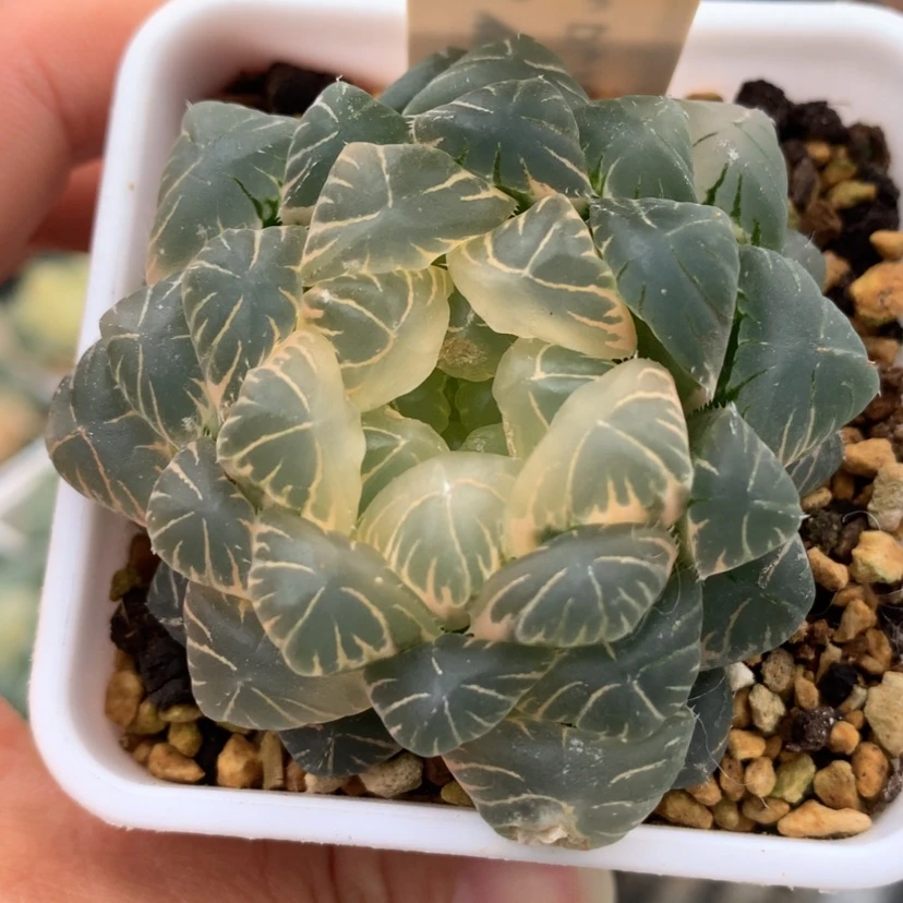 【闪购商品】157实生玉露