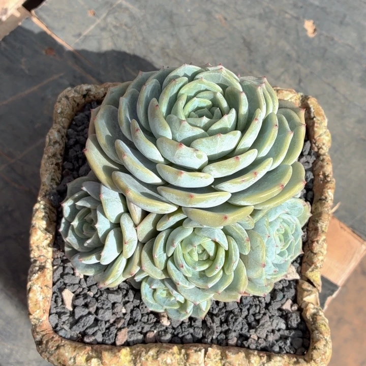 多肉植物 劳林一物一拍-4