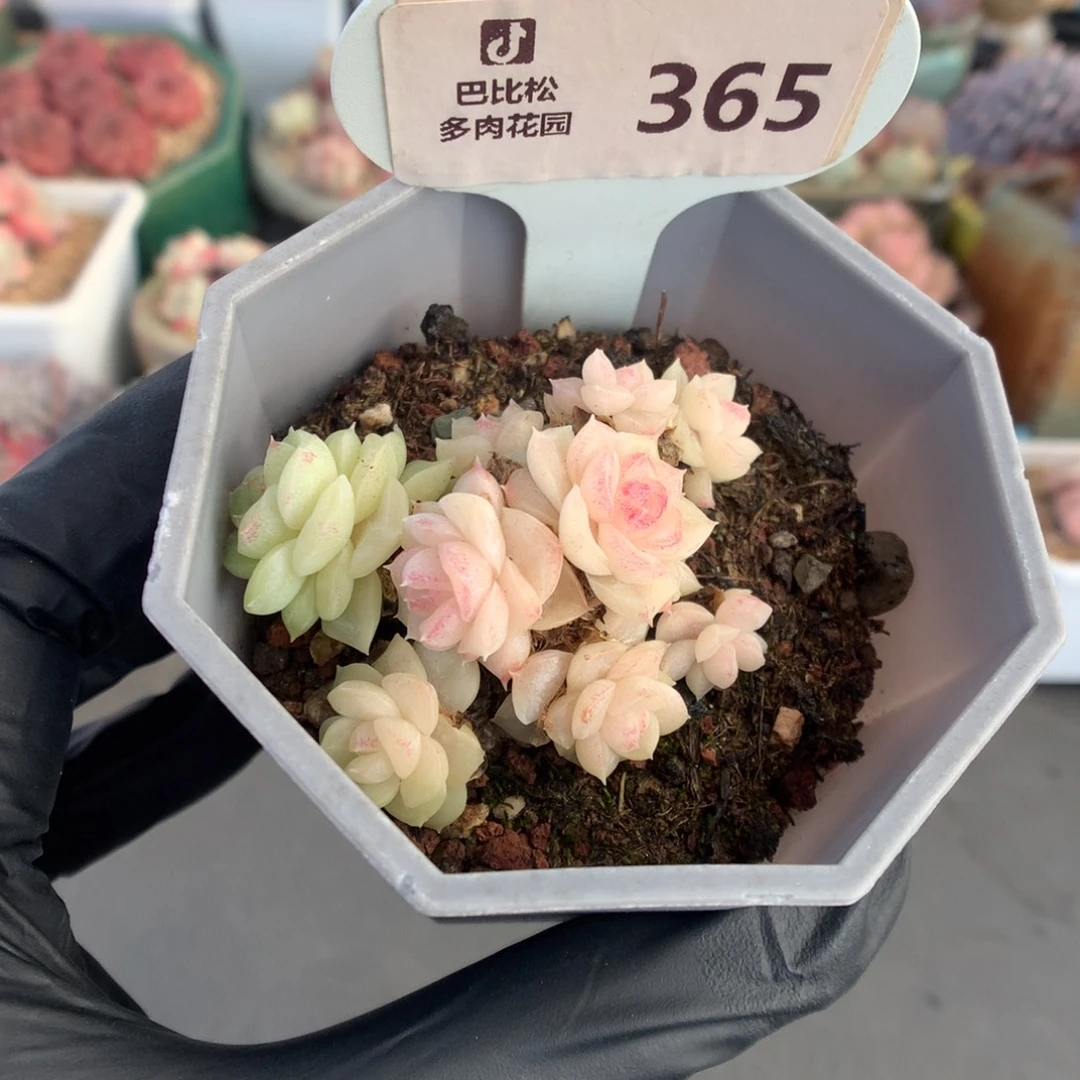 365 白天鹅麦杆多肉不包整