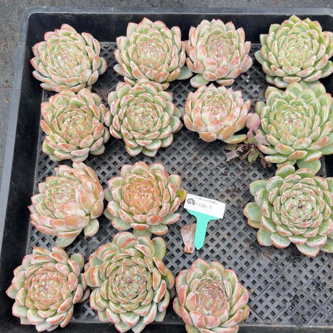 从前慢多肉精选编号1120.1雪花量