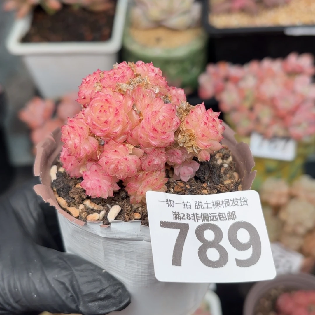 麦秆群无盆土发货