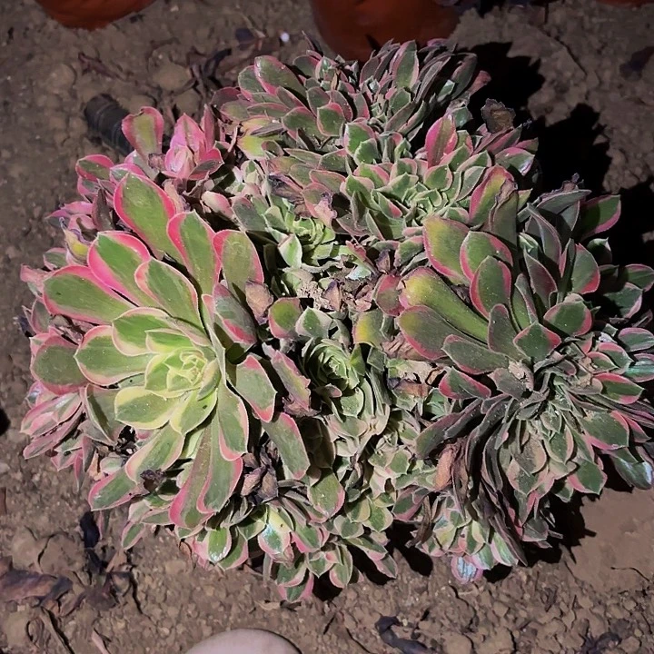 455男神多肉植物不售后
