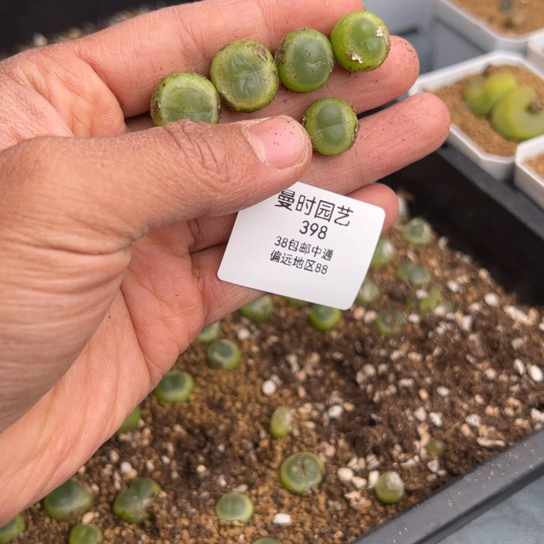 发***飘2.9拉登福利多肉398