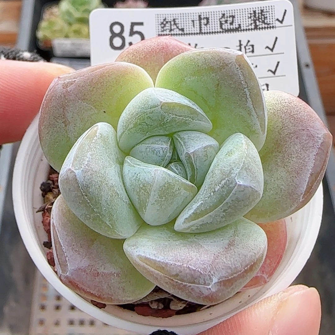 多肉0821-85冰玉冰玉