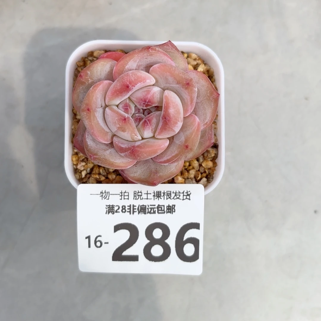 ?***毛石榴籽单头多肉多肉