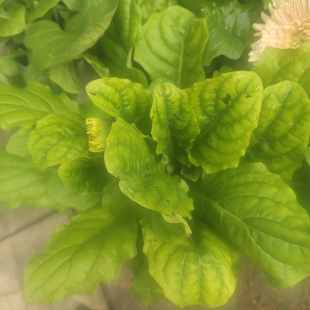 矮杆非洲菊盲盒4盆