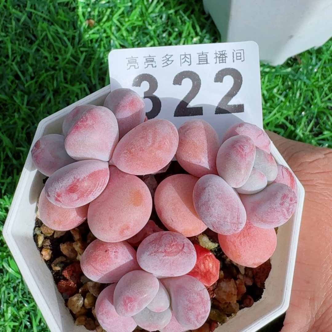 丸叶粉兔      愿你一路坦途，乘风破浪展宏图