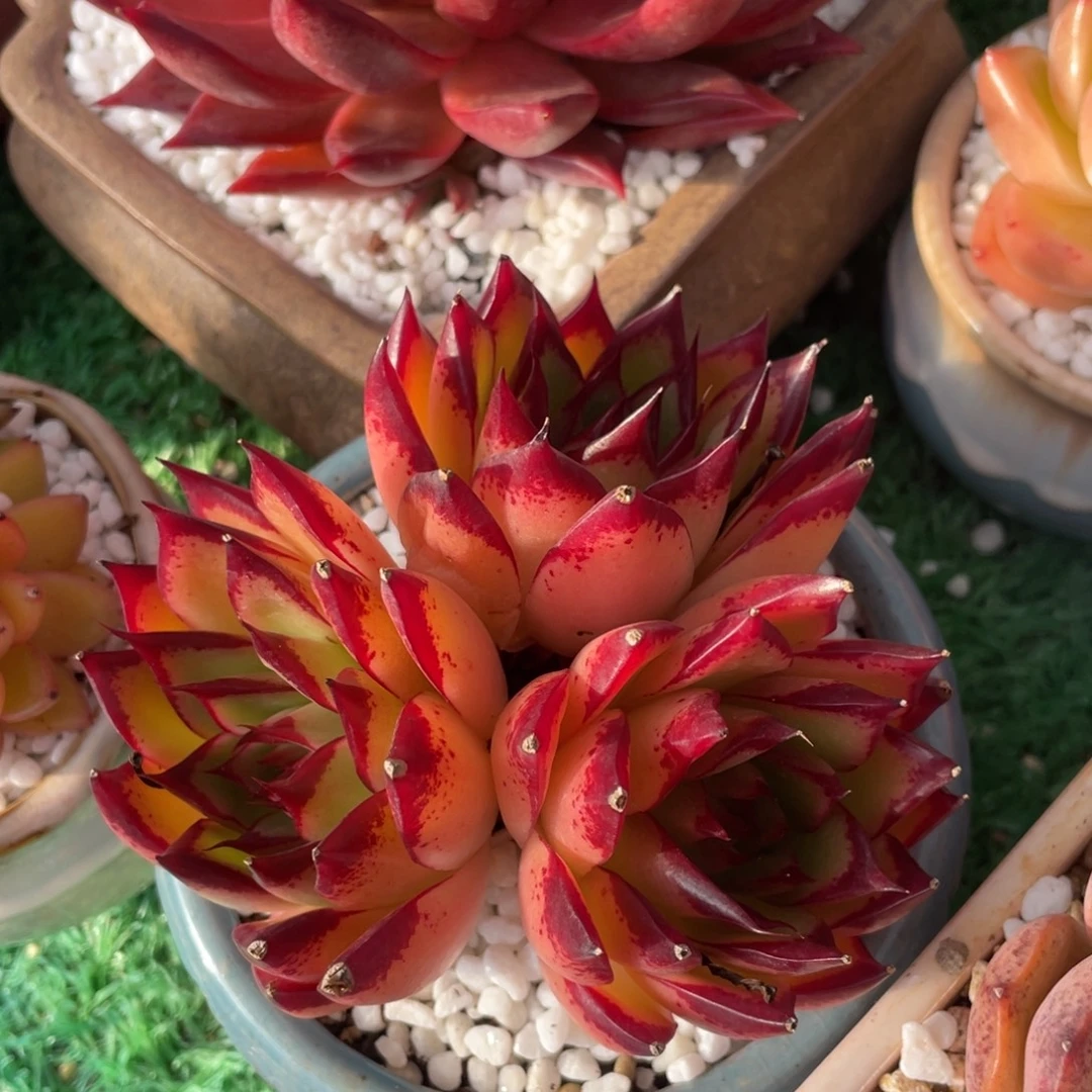 多肉植物盆栽多肉