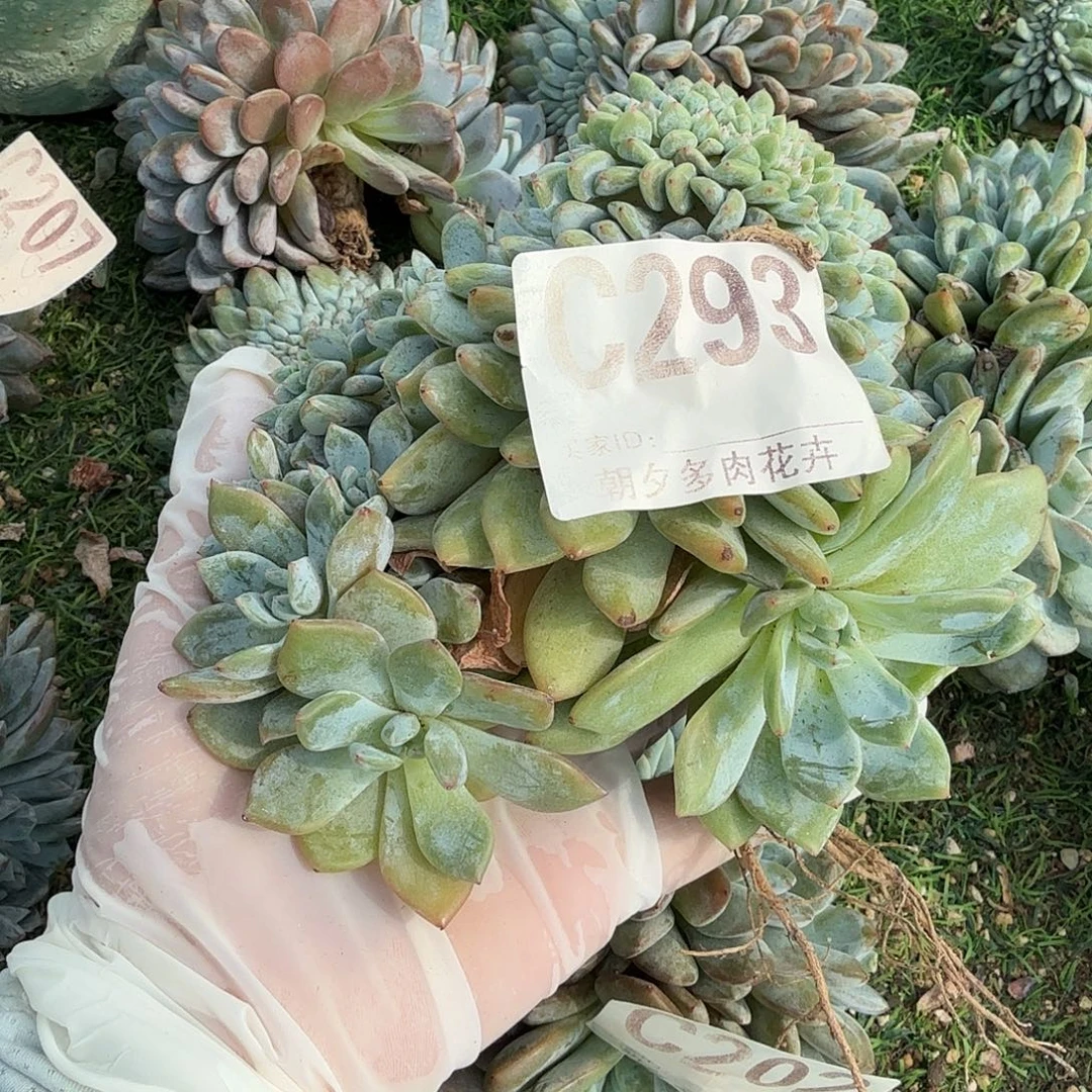 月***儿星影缀化呀呀呀呀