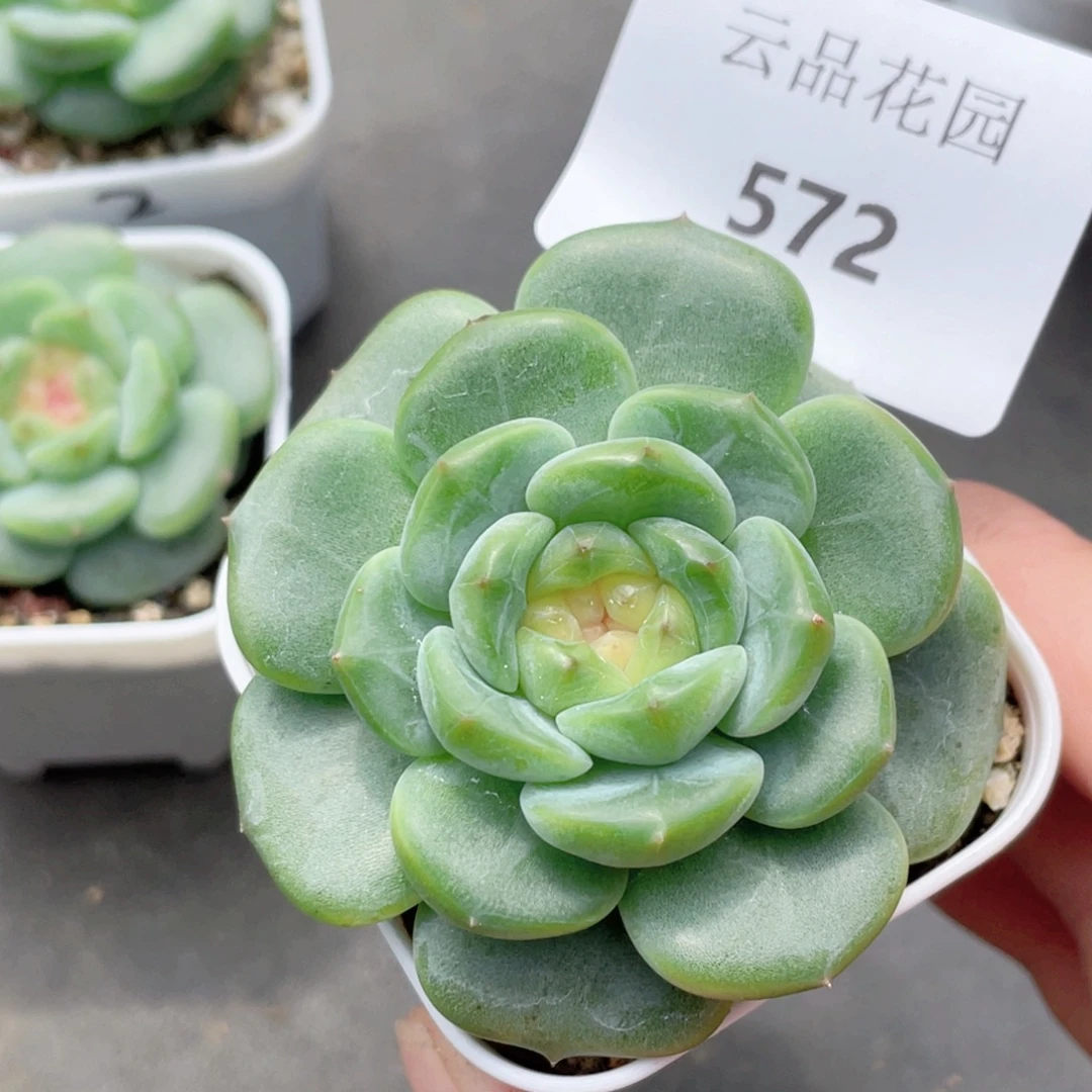 572号糖心冰心珍妮 灵仙