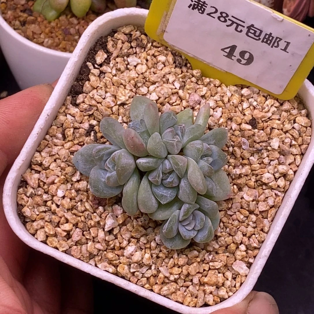 149冰玉小脸7头福利…………