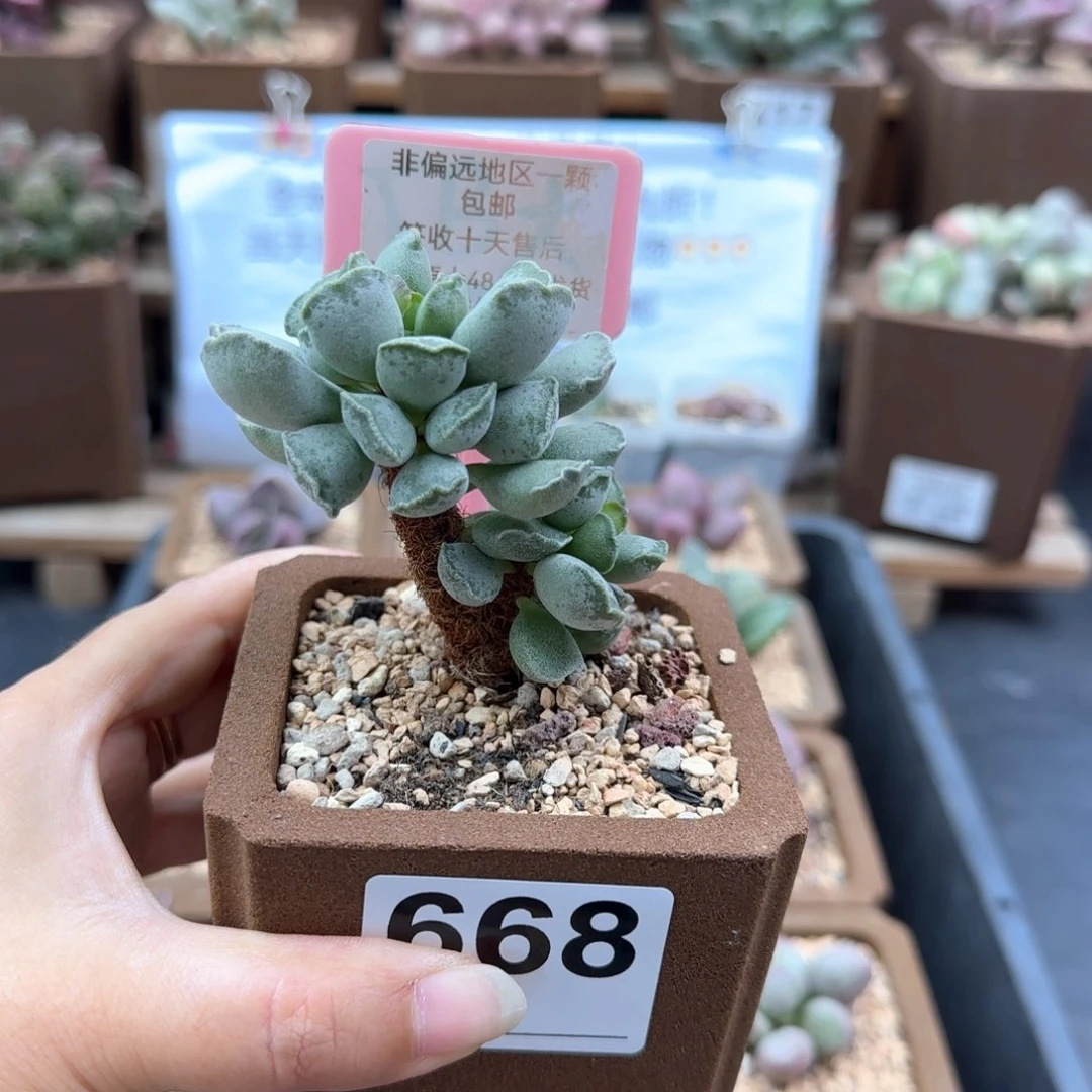 668毛库博多肉植物