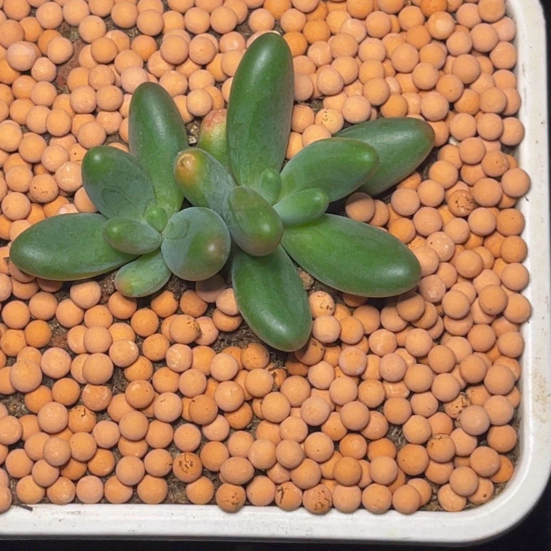 壹***二2503号早上多肉植物群生多肉