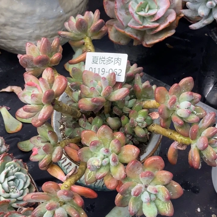 夏悦多肉0119-62苹果奶