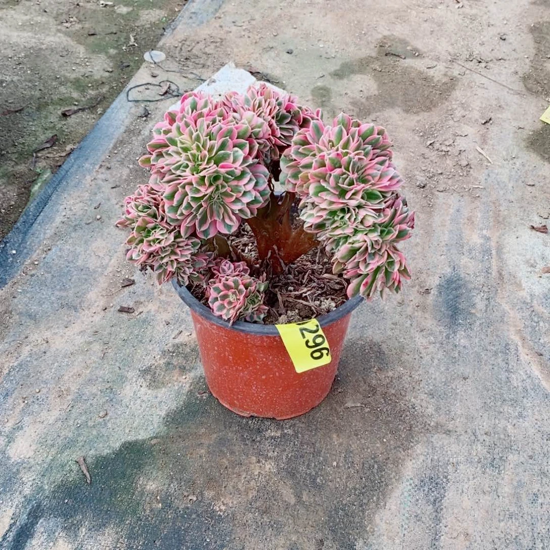 粉女巫缀多肉法师296