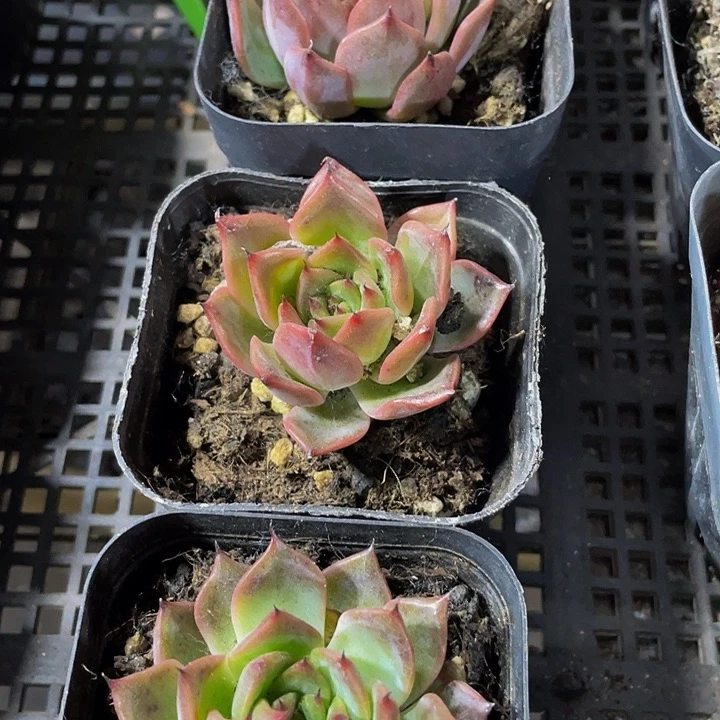 紫鸾2.8带盆土发