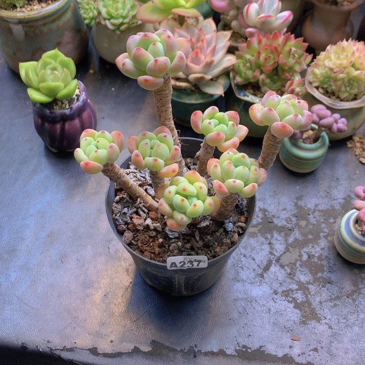 ****嘻一物一拍含盆土满38包邮A237