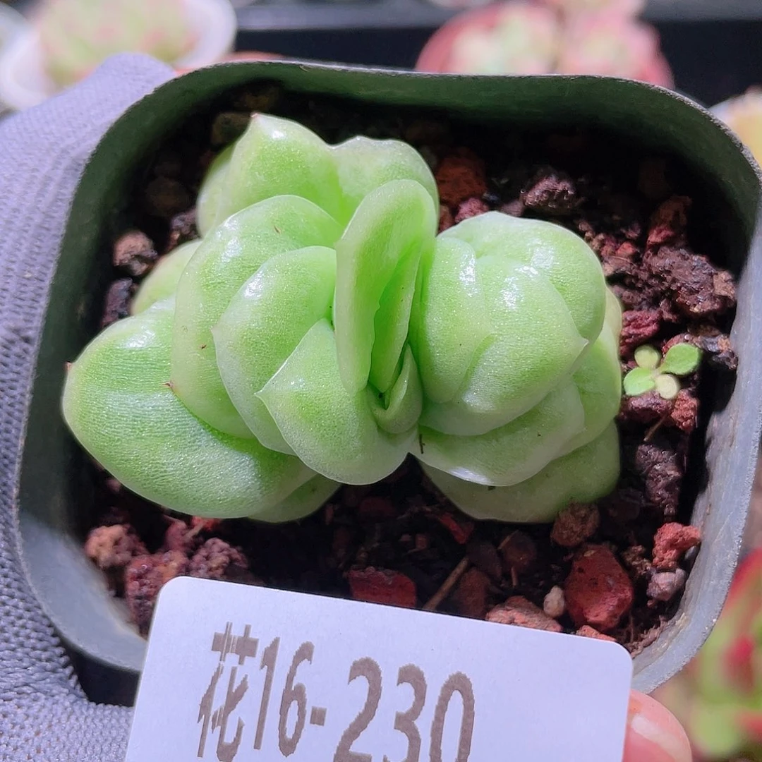 花利美16-230冰玫瑰锦