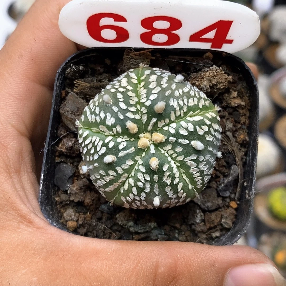 684福利特价来了哦亲
