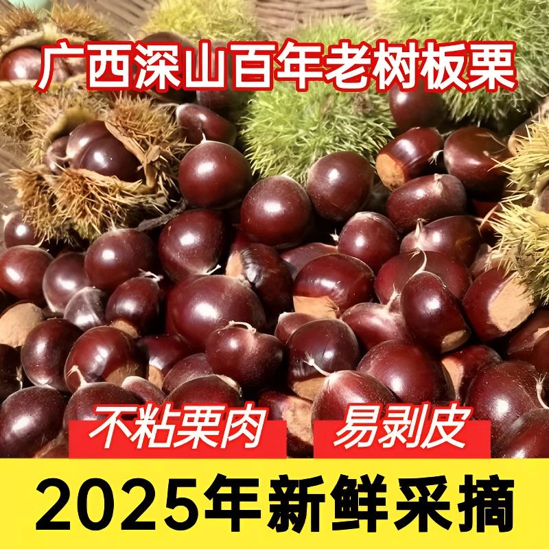 板栗新鲜批发2025年新货毛栗子广西深山百年老树生板栗甜糯油栗子