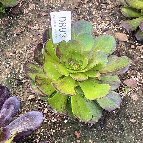 893花月夜多肉法师