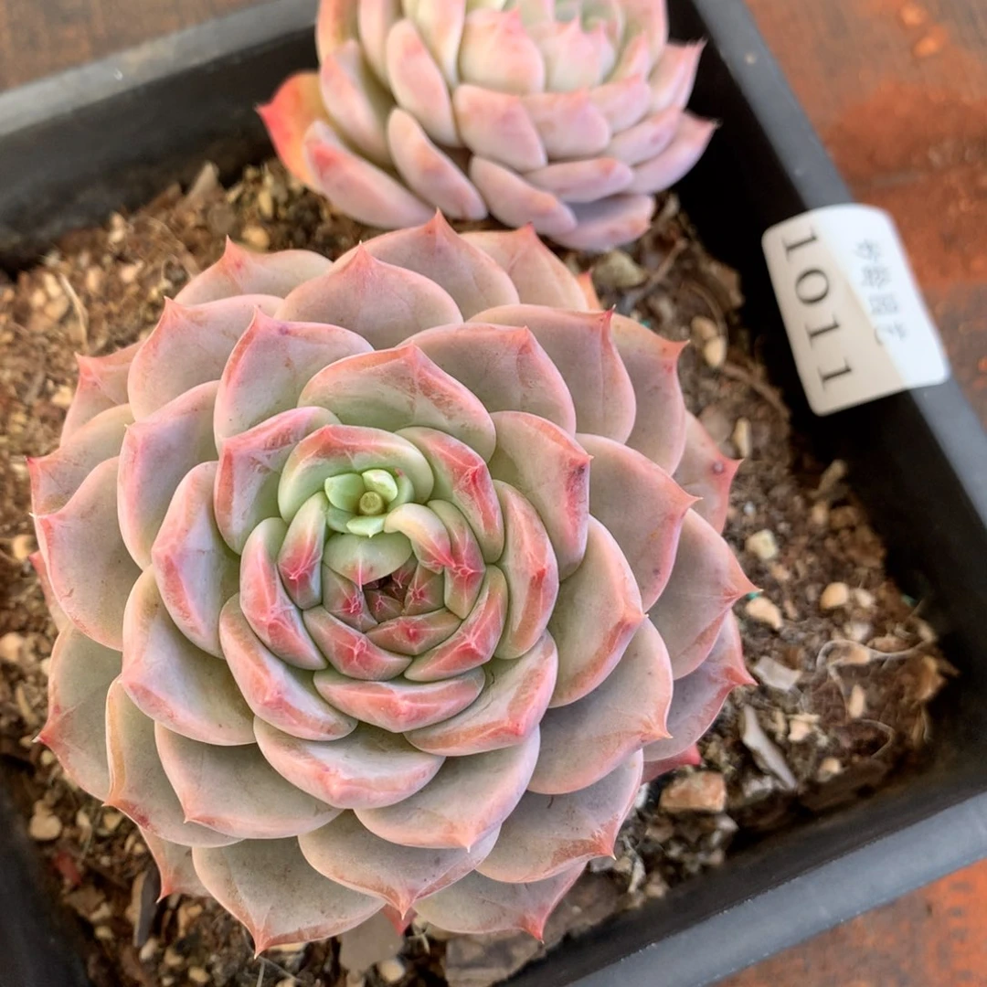 1011不包掉头特价处理