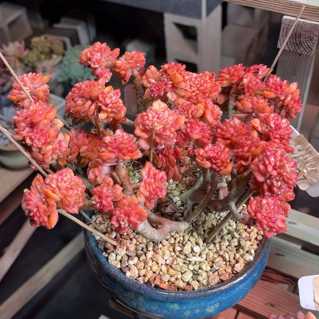 腊牡丹duociyajulvlvm