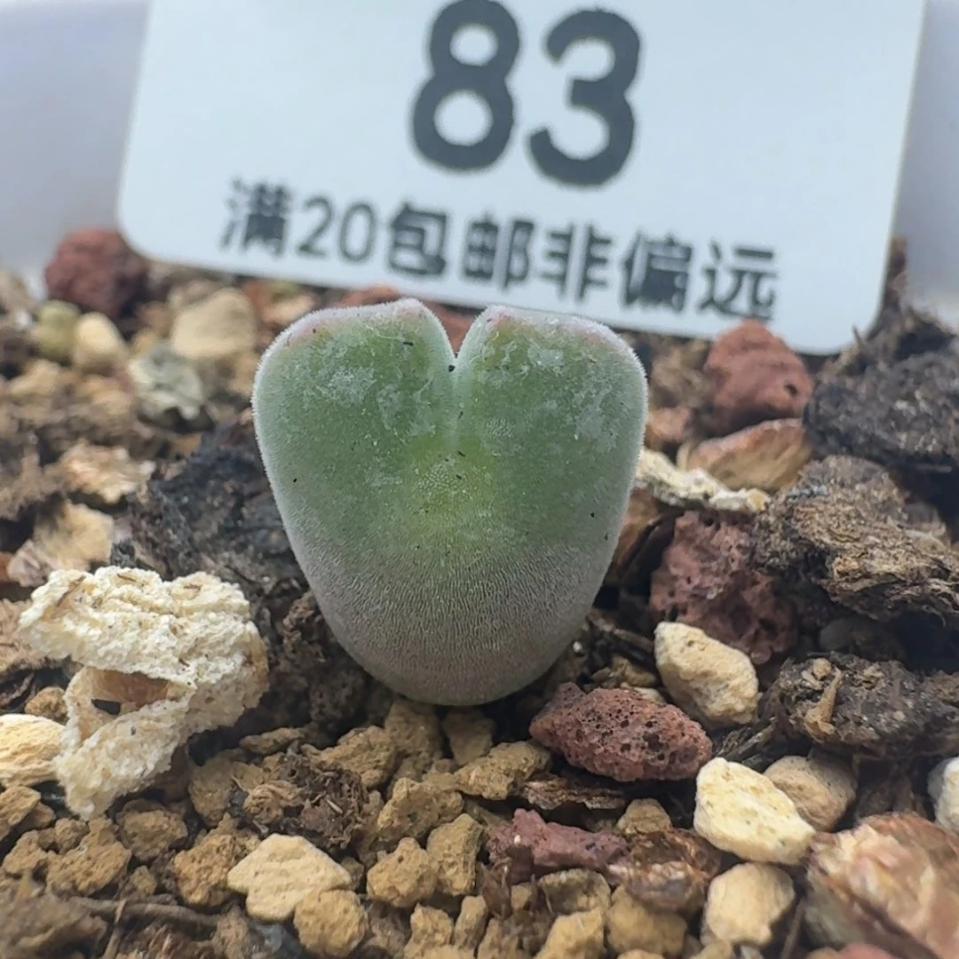 空蝉带盆土。