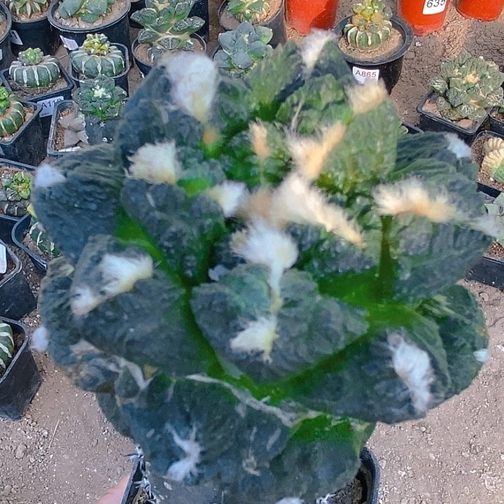 无花朵福利螺旋颗粒大尤龟甲牡丹281