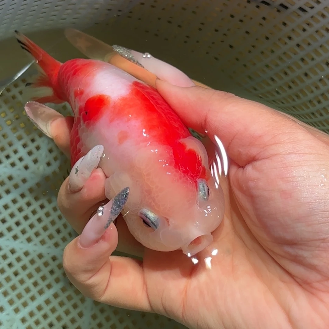 S***l金鱼拍包装包邮，不拍包装运费到付