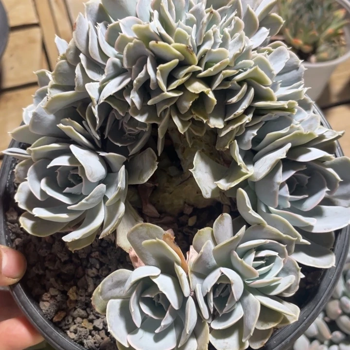 圣卡洛斯缀化，板子厚