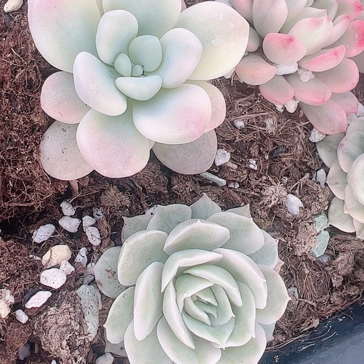 影*多肉植物多肉植物