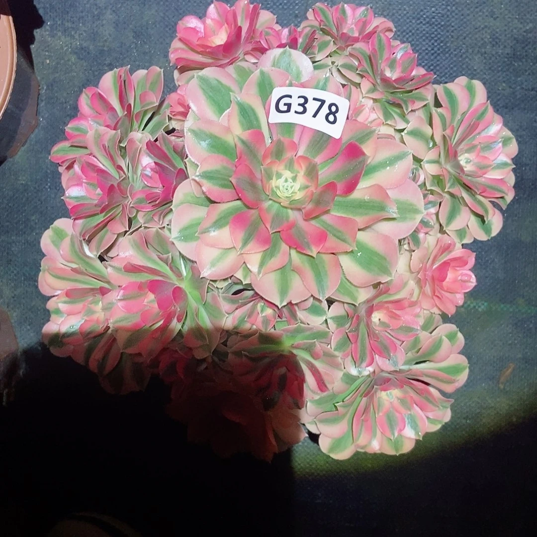 红陶378女巫4多肉