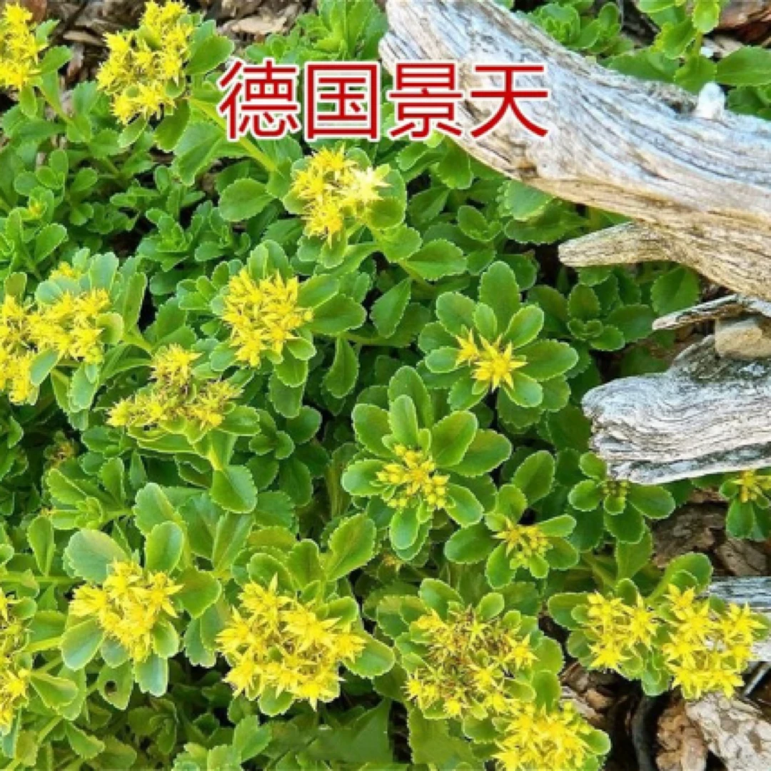 德国景天四季易种花苗景观园林阳台庭院多年生花苗耐寒耐旱宿根花