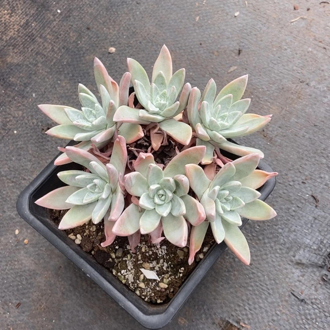 泡芙杂淡雪多肉植物