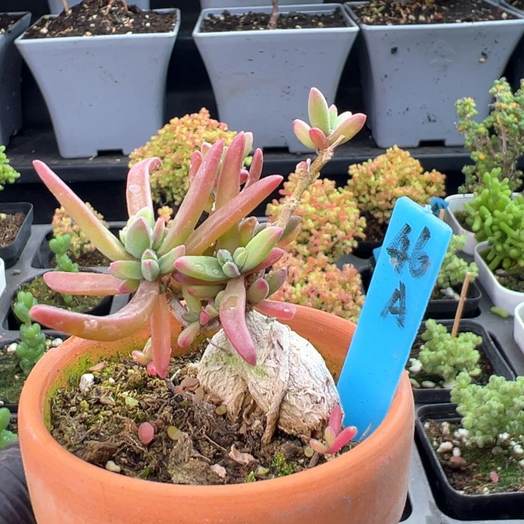 造型根冰花46号带盆