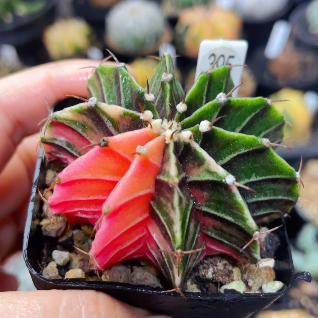 盆5公分满25包邮裸根发货